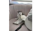 Adopt Billy a Cream or Ivory (Mostly) American Shorthair / Mixed (short coat)