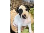 Adopt Snoopy a Labrador Retriever / Pointer / Mixed dog in Batesville