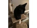 Adopt Lucia a All Black Domestic Shorthair / Mixed (short coat) cat in