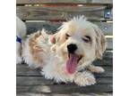 Adopt Olive a White - with Tan, Yellow or Fawn Shih Tzu / Poodle (Standard) /