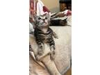 Adopt Heath Kitten a Domestic Shorthair / Mixed (short coat) cat in Brigham City