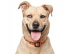 Adopt Darla a Tan/Yellow/Fawn Siberian Husky / American Staffordshire Terrier /