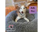 Adopt Bella Rose (Courtesy Post) a Black - with White Siberian Husky / Mixed dog