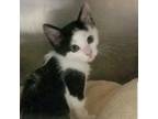 Adopt Martini a Domestic Shorthair / Mixed cat in Hamilton, GA (39102313)