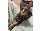 Adopt Orion a Brown Tabby Tabby / Mixed cat in Avon, IN (39112929)