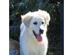Adopt Lainey a White Great Pyrenees / Mixed dog in Vail, AZ (39112875)