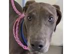 Adopt Dagmar a Gray/Blue/Silver/Salt & Pepper Labrador Retriever dog in Vail