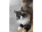 Adopt Fluffy a Gray or Blue Domestic Longhair / Domestic Shorthair / Mixed cat