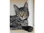 Adopt Stitch a All Black Domestic Shorthair / Domestic Shorthair / Mixed cat in