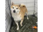 Adopt Grill a Shiba Inu / Mixed dog in Madison, WI (39112837)