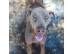 Adopt Apollo a Doberman Pinscher / Mixed dog in Yucaipa, CA (39112830)