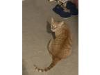 Adopt Red a Orange or Red American Shorthair / Mixed (short coat) cat in Simi