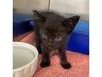 Adopt Willis a All Black Domestic Shorthair / Mixed cat in Auburn, AL (39112617)