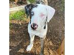 Adopt Azzy a White - with Tan, Yellow or Fawn Great Dane / Catahoula Leopard Dog