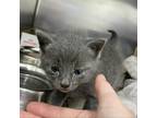 Adopt Mary Jane a Gray or Blue American Shorthair / Mixed cat in Auburn