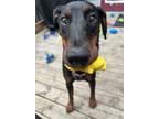 Adopt Vanda a Black - with Tan, Yellow or Fawn Doberman Pinscher / Mixed dog in