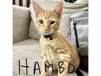 Adopt Hambo a Orange or Red Domestic Shorthair / Mixed cat in West Des Moines