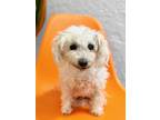 Adopt Polly a White Poodle (Miniature) dog in Phoenix, AZ (39112564)