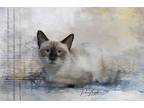 Adopt Mocha a Cream or Ivory Siamese cat in Belton, MO (39108829)