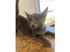 Adopt Daisy a Gray or Blue American Shorthair / Mixed cat in Stockton