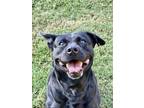 Adopt Daisy a Labrador Retriever dog in Jackson, GA (39103240)