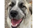 Adopt Sasha a White - with Tan, Yellow or Fawn Bernese Mountain Dog / Labrador