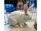 Adopt Obi Bun Kenobi a White Other/Unknown / Mixed rabbit in Westford