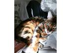 Adopt Raja a Tiger Striped Bengal / Mixed (short coat) cat in Schertz