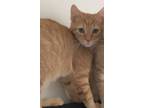 Adopt Petrie a Orange or Red American Shorthair / Mixed cat in Fayetteville