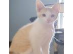 Adopt Saffron a Tan or Fawn Tabby Domestic Shorthair / Mixed cat in Normal