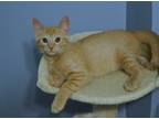 Adopt O'Rourke a Orange or Red Tabby Domestic Shorthair / Mixed (short coat) cat