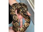 Adopt Smithers a Snake reptile, amphibian, and/or fish in Novato, CA (39112300)
