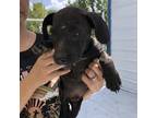 Adopt Henry a Black Beagle / American Staffordshire Terrier / Mixed dog in Tracy