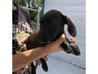 Adopt Harvey a Black Beagle / American Staffordshire Terrier / Mixed dog in