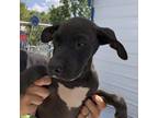 Adopt Heath a Black Beagle / American Staffordshire Terrier / Mixed dog in Tracy