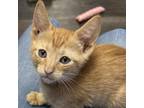 Adopt Casper / Peters (M) a Orange or Red Domestic Shorthair / Mixed cat in