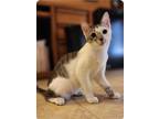 Adopt Pepe a Gray or Blue (Mostly) Domestic Shorthair / Mixed (short coat) cat