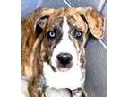 Adopt Chive a Shepherd (Unknown Type) / Boxer / Mixed dog in Clinton