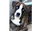 Adopt Walla Walla a Boxer / Shepherd (Unknown Type) / Mixed dog in Clinton
