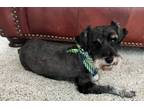 Adopt Giles a Black - with Tan, Yellow or Fawn Schnauzer (Miniature) / Mixed dog