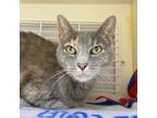 Adopt Monroe a Gray or Blue Domestic Shorthair / Mixed cat in Newark