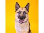 Adopt Blu a Black German Shepherd Dog / Alaskan Malamute / Mixed dog in Newark