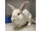 Adopt Henry a American / Mixed rabbit in Pittsburgh, PA (39112072)