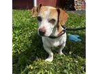 Adopt Willy a White - with Tan, Yellow or Fawn Beagle / Mixed Breed (Small) /
