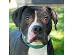Adopt Bowser a American Pit Bull Terrier / Boxer / Mixed dog in Troy
