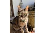 Adopt Brooklyn a Gray or Blue Tabby / Mixed (short coat) cat in Margate