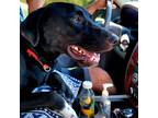 Adopt Jed a Black - with White German Shorthaired Pointer / Australian Shepherd