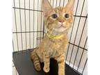 Adopt Jimmy a Orange or Red Domestic Shorthair / Mixed cat in Branson