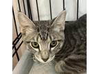 Adopt Rutherford B. Hayes a Gray or Blue Domestic Shorthair / Mixed cat in