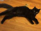 Adopt Midge a All Black Domestic Longhair / Mixed (medium coat) cat in